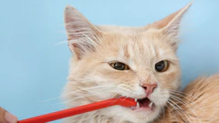 Style Your Pet with Superpet